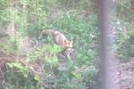 Fox in yard
